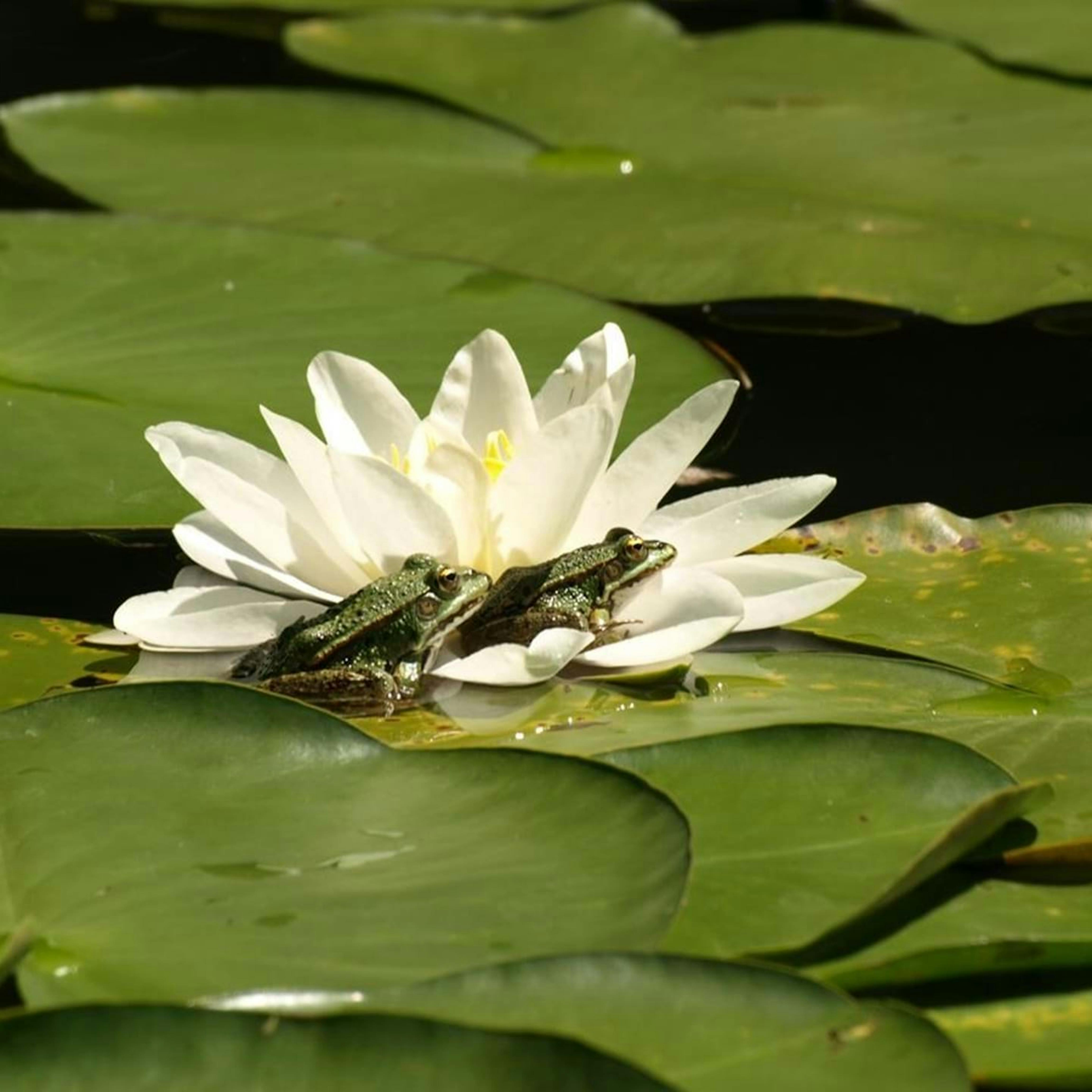 Jezero Komarnik